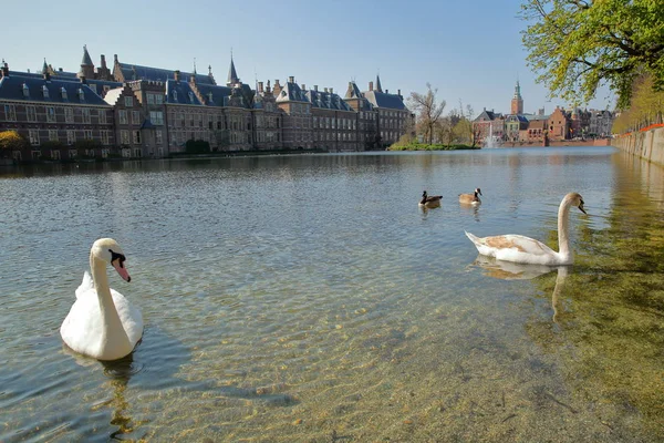 Lac Hofvijver Avec Des Cygnes Nageant Binnenhof Château Gothique 13Ème — Photo