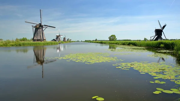 Traditionele Windmolens Binnen Een Landelijk Landschap Kinderdijk Unesco Werelderfgoed Nederland — Stockfoto