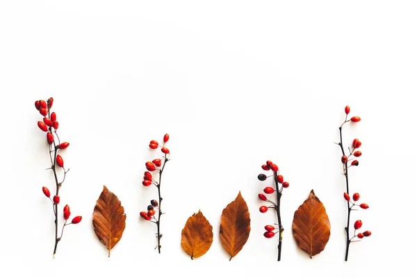 Autumn Background Brown Leaves Red Berries White Background Copy Space — Stock Photo, Image