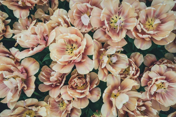 Yukarıdan çiçek yatağa laleler tam göster.