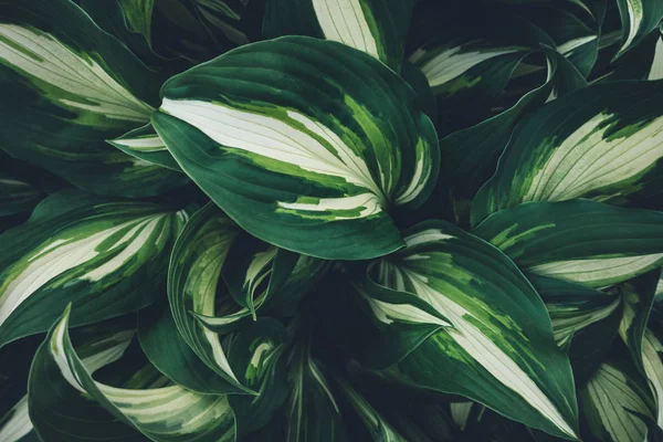 Achtergrond Met Groene Hosta Verlaat Volledige Frame Van Bovenaf Bekijken — Stockfoto