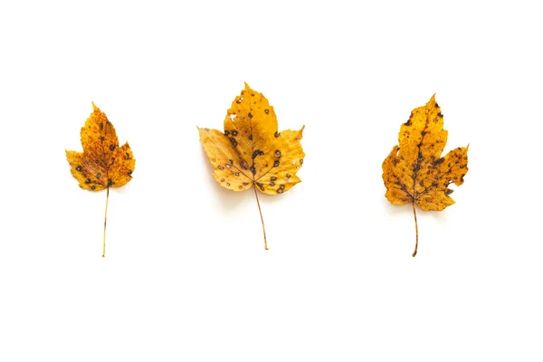 Three Yellow Maple Leaves White Background — Stock Photo, Image