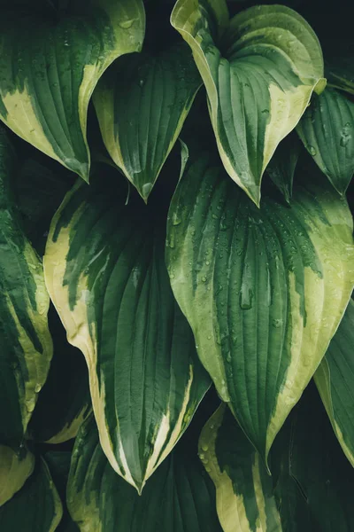 Background with green hosta leaves. Full frame. View from above.