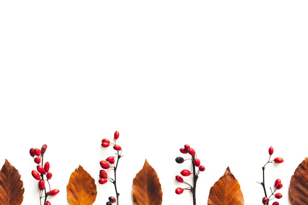 Autumn Background Brown Leaves Red Berries White Background Copy Space — Stock Photo, Image