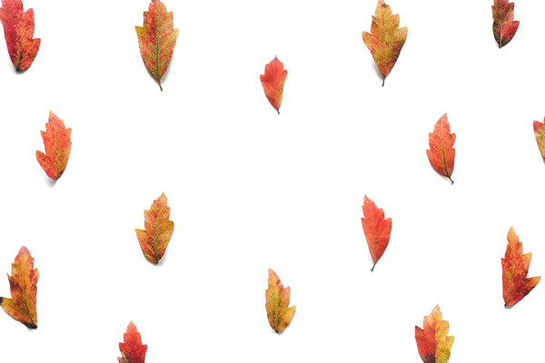 Herfst Patroon Met Kleurrijke Bladeren Een Witte Achtergrond Bekijk Van — Stockfoto