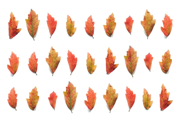 Padrão Outono Com Folhas Coloridas Fundo Branco Vista Cima — Fotografia de Stock