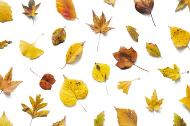 Renkli sonbahar deseni (akçaağaç, huş ağacı, ıhlamur, ginkgo) beyaz arka plan üzerinde bırakır.