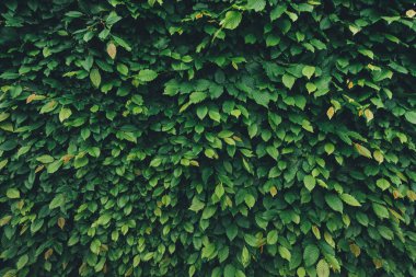 Yeşil yaprakları doku. Tam kare.