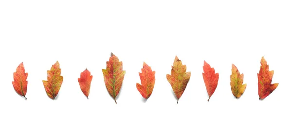 秋天图案与五颜六色的叶子在白色背景 从上面查看 — 图库照片