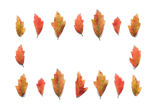 Herfst Achtergrond Met Kleurrijke Bladeren Een Witte Achtergrond Van Bovenaf — Stockfoto