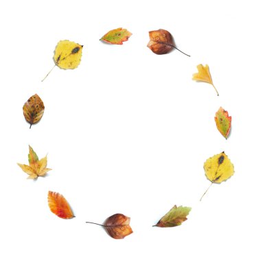 Renkli ile sonbahar arka plan (akçaağaç, huş ağacı, ıhlamur, ginkgo) beyaz arka plan üzerinde bir daire şeklinde yaprakları.