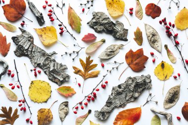 Kuru tohumlar, kırmızı meyveler, ağaç kabuğu ve beyaz arka plan üzerinde renkli yaprakları ile sonbahar desen.