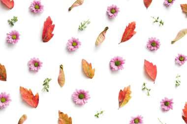 Pembe papatya çiçekler, Kuru tohum ve beyaz arka plan üzerinde renkli yaprakları ile sonbahar desen.