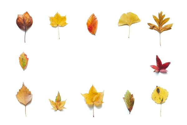 Autumn Frame Colorful Maple Birch Linden Ginkgo Leaves White Background — Stock Photo, Image