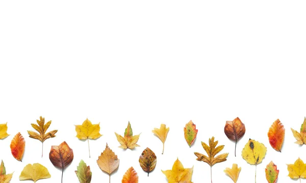 Φθινοπωρινό Φόντο Πολύχρωμα Σφενδάμι Σημύδα Φλαμουριά Ginkgo Αφήνει Λευκό Φόντο — Φωτογραφία Αρχείου