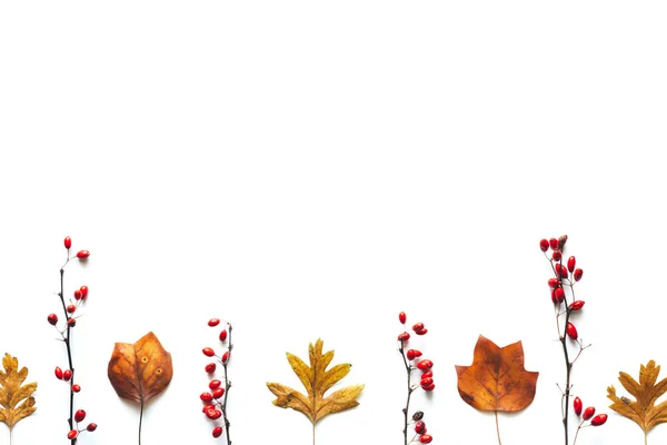 Autumn Background Colorful Leaves Red Berries Copy Space — Stock Photo, Image