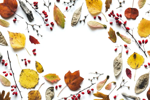 Höstens Mönster Med Torra Frön Röda Bär Och Färgglada Löv — Stockfoto
