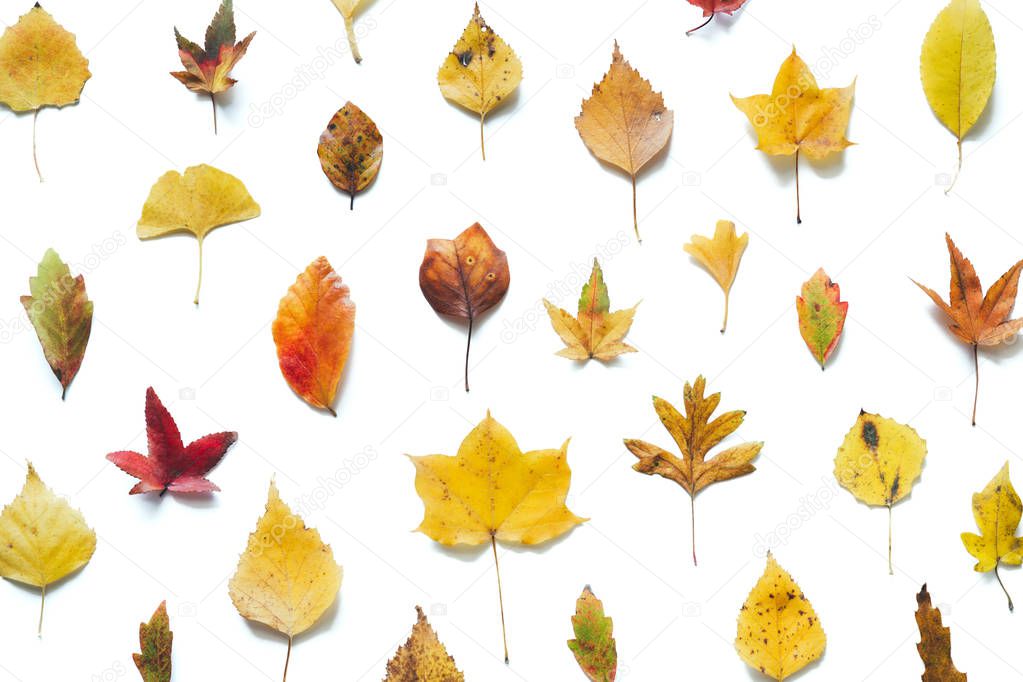 Autumn pattern with colorful (maple, birch, linden, ginkgo) leaves on white background.