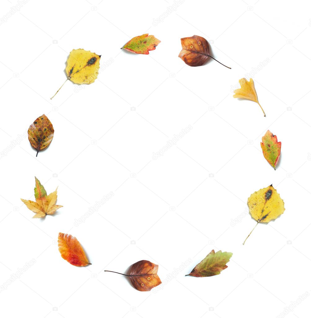 Autumn background with colorful (maple, birch, linden, ginkgo) leaves in a shape of a circle on white background.