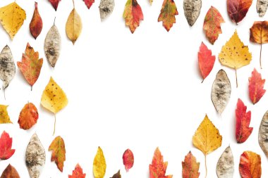 Sonbahar arka plan ile Kuru tohumlar ve renkli (akçaağaç, huş ağacı, ıhlamur, ginkgo) bırakır. Kopya alanı.