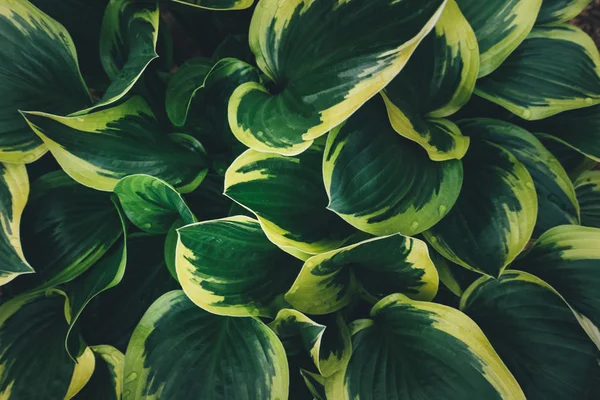 Achtergrond Met Groene Hosta Verlaat Volledige Frame Van Bovenaf Bekijken — Stockfoto