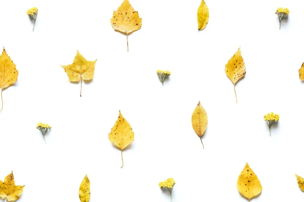 Padrão Outono Com Folhas Amarelas Flores Fundo Branco — Fotografia de Stock