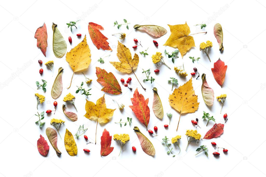 Autumn pattern with colorful leaves, red berries, seeds and yellow flowers on white background.