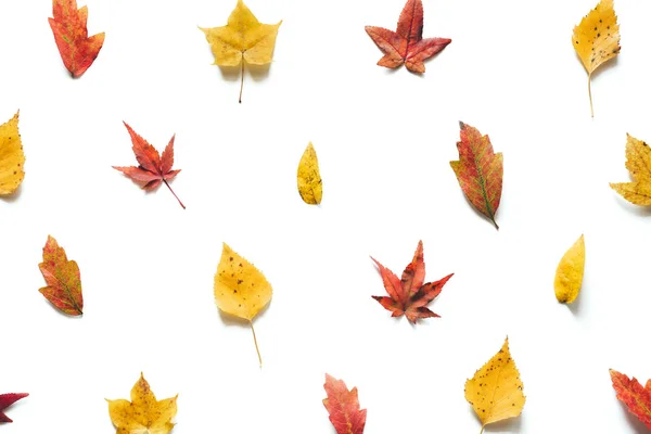 Autumn Pattern Colorful Leaves White Background — Stock Photo, Image