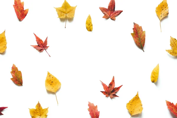 Padrão Outono Com Folhas Coloridas Fundo Branco — Fotografia de Stock