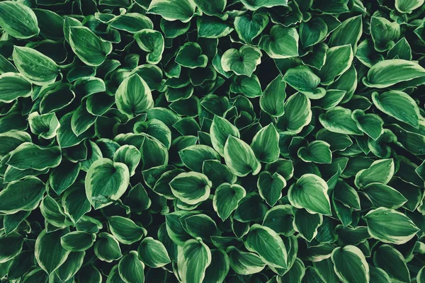 Achtergrond Met Groene Hosta Verlaat Volledige Frame Van Bovenaf Bekijken — Stockfoto