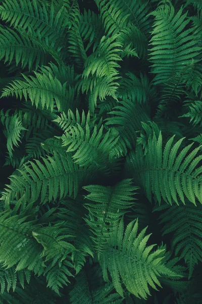 暗绿色蕨类植物与背景 — 图库照片