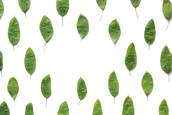 Patroon Met Verse Groene Zaden Witte Achtergrond Volledige Frame Van — Stockfoto