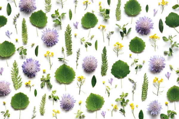 Pattern Meadow Flowers Green Leaves White Background Full Frame View — Stock Photo, Image