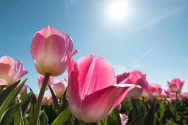 Bahçede çiçek pembe laleler.