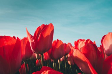 Kırmızı lalelere yakın çekim.