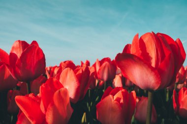 Kırmızı lalelere yakın çekim.