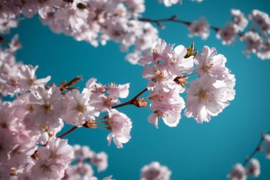 Dalları güzel pembe kiraz çiçekleri ile.