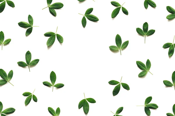Green Leaves On White Background — Stock Photo, Image