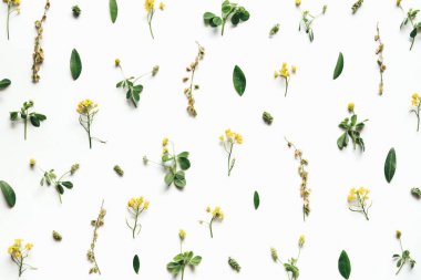 Beyaz Arka Planda Çayır Yavaşlar