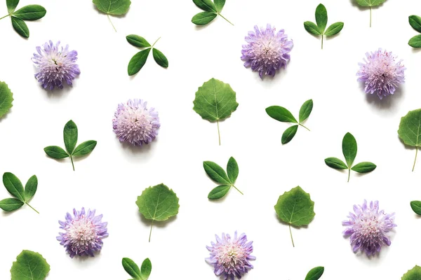 Purple Meadow Flowers And Green Leaves On White Background — Stock Photo, Image