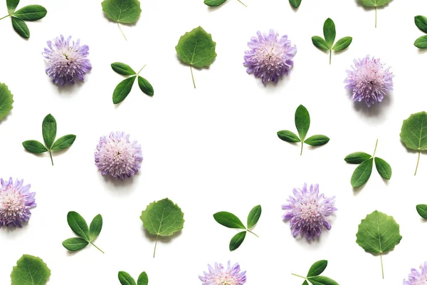 Purple Meadow Flowers And Green Leaves On White Background — Stock Photo, Image