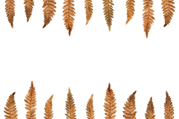 Kuru Eğrelti Otu Yaprakları ile Sonbahar Arka Plan — Stok fotoğraf