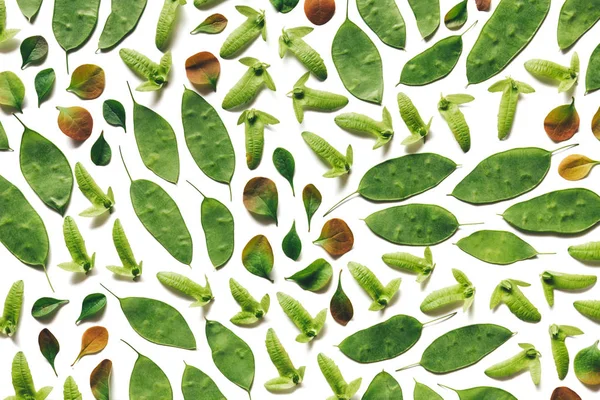 Various Leaves And Seeds On White Background — Stock Photo, Image