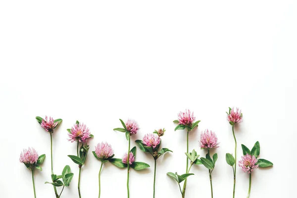 Beyaz arka planda Clover. Boşluk Kopyala.