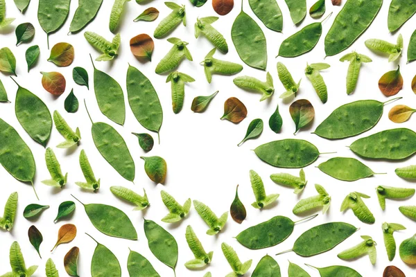 Various Leaves And Seeds On White Background — Stock Photo, Image