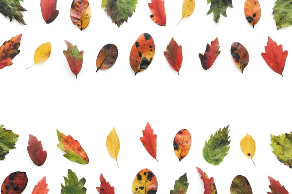 Осінній фон з барвистим листям — стокове фото
