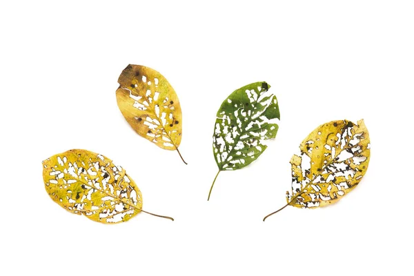Tökéletlen őszi levelek fehér háttér — Stock Fotó