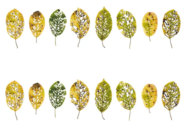 Imperfecte herfst bladeren op witte achtergrond — Stockfoto