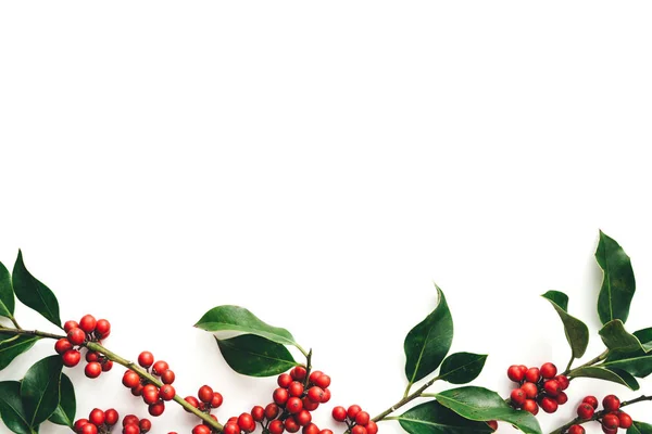 Beyaz Arkaplanda Ilex 'in Dalları