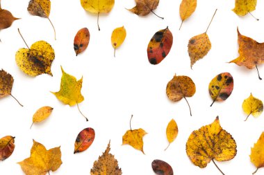 Beyaz arka planda sonbahar renkli yapraklar. Yukarıdan bak. Düz yatıyordu. Uzayı kopyala Kes şunu..